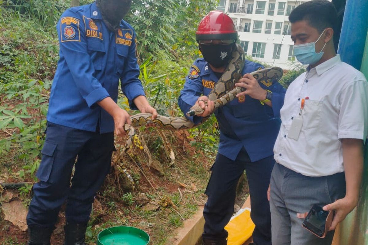 Petugas Suku Dinas Penanggulangan Kebakaran dan Penyelamatan (Sudin Gulkarmat) Jakarta Selatan mengevakuasi ular sanca sepanjang kurang lebih tiga meter di Apartment Woodland Park Jl. TMP Kalibata, RT001/07, Rawajati, Pancoran, Jakarta, Kamis (10/9/2020) siang.