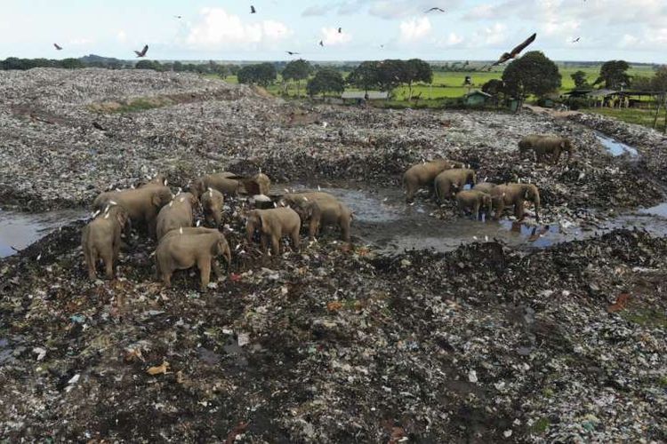 Gajah mencari makan di tempat pembuangan sampah di Sri Lanka 