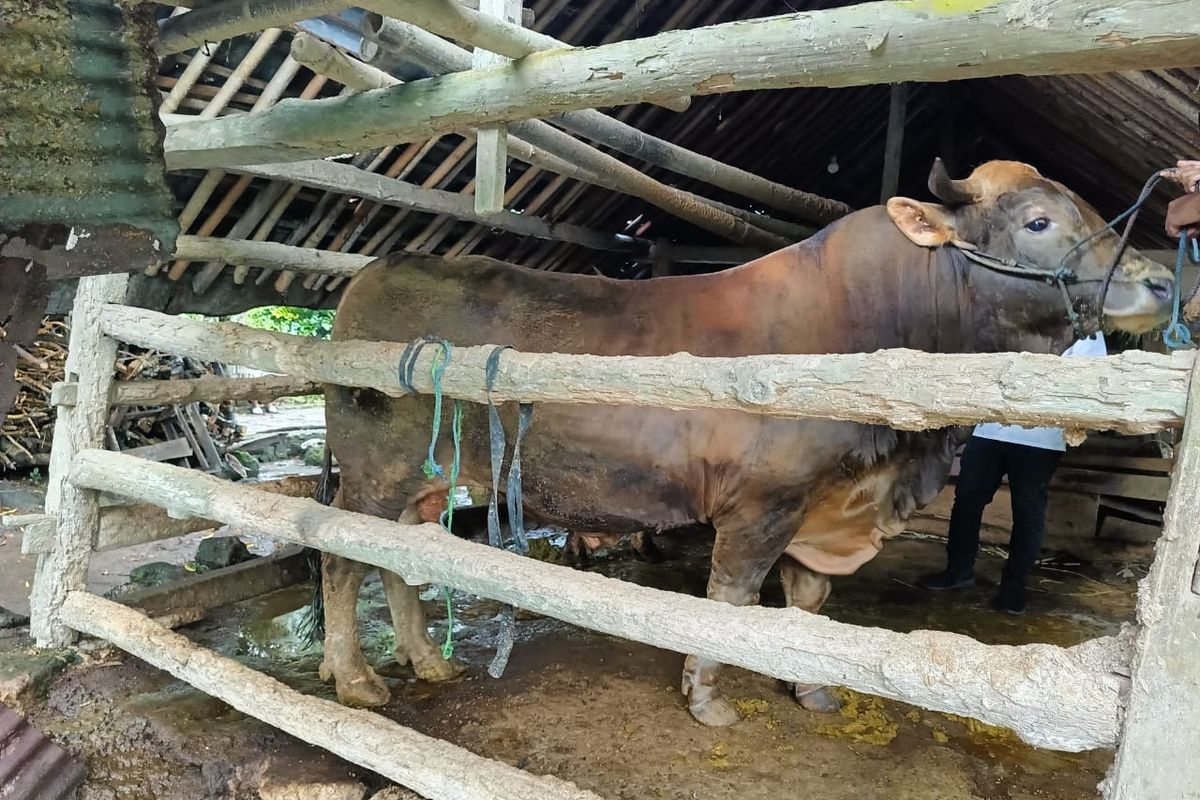 Sapi bantuan Presiden Prabowo Subianto seberat 950 kg rencananya akan disembelih dan dibagikan ke pasukan kuning di Yogyakarta, Rabu (4/6/2025).