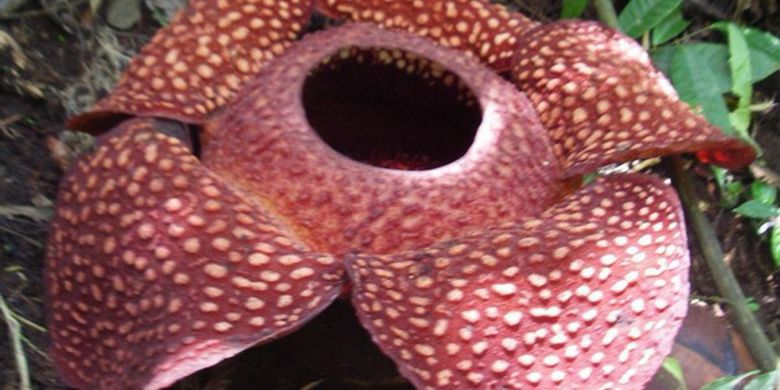 Sejarah Penemuan Bunga Rafflesia Arnoldii Begini Ceritanya