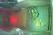 2 Anak Harimau Sumatera Lahir di Taman Satwa Lembah Hijau Lampung