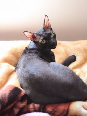 Cornish Rex