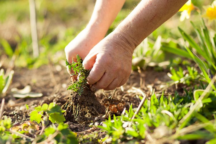 Ilustrasi gulma, mencabut gulma. 