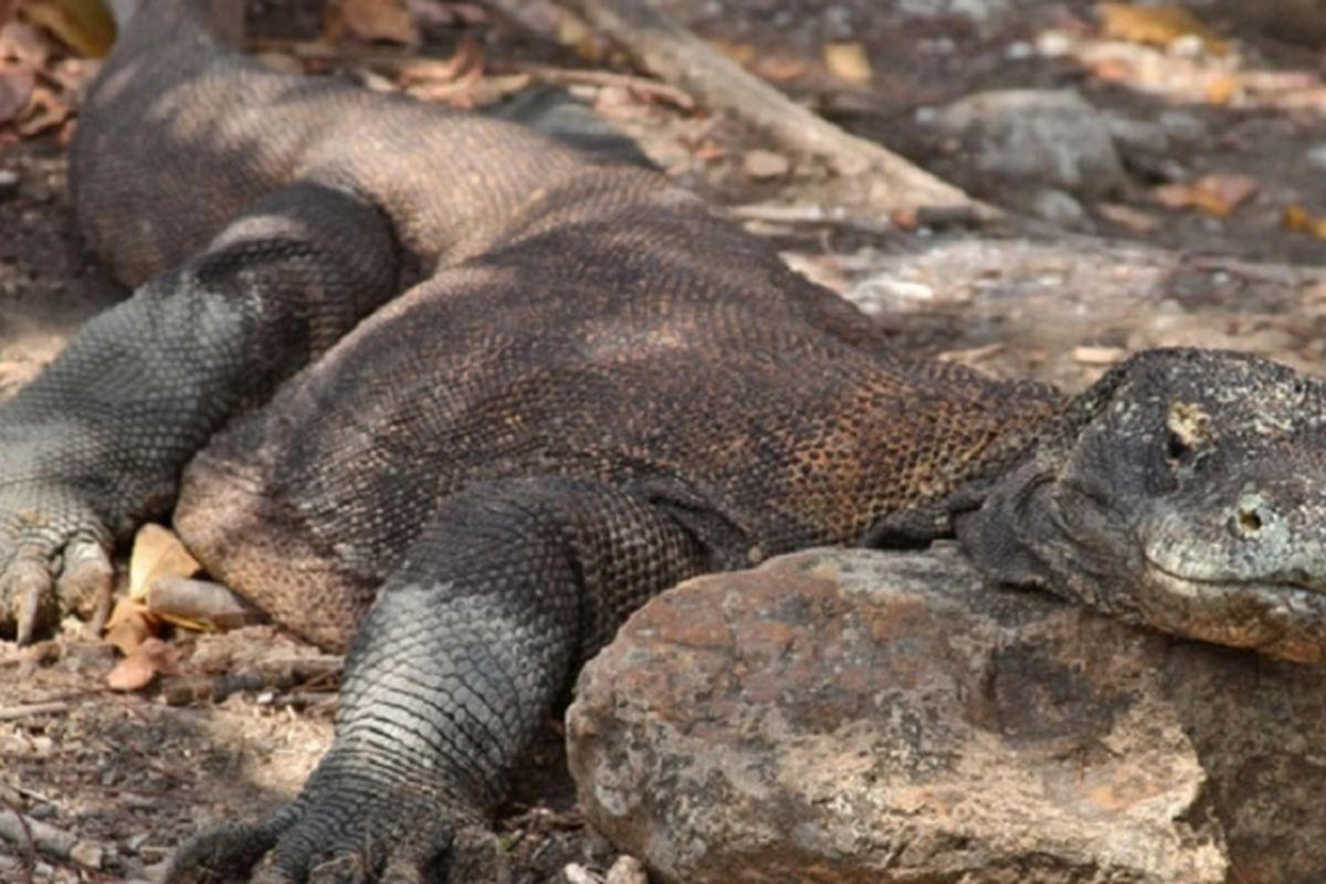 Komodo(Varanus komodoensis)