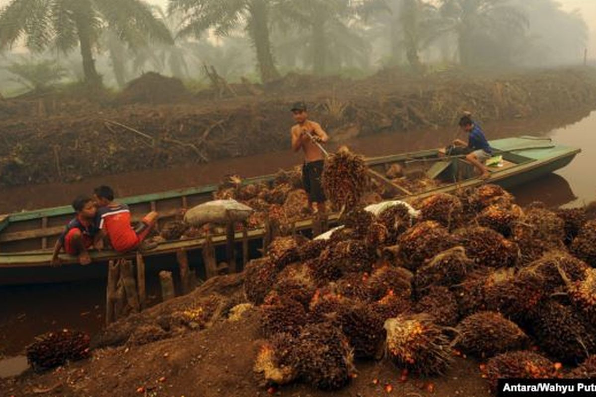 Seorang pekerja menurunkan buah kelapa sawit di perkebunan kelapa sawit di Gambut Jaya, Provinsi Jambi. 