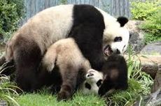 China Akan Ambil Panda Wang Wang dan Fu Ni dari Kebun Binatang Adelaide Australia, tapi...