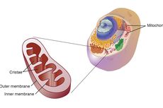 Mitokondria: Letak, Struktur, dan Fungsinya