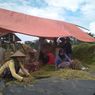 Metode Tanam SRI, Upaya Dompet Dhuafa Jaga Sumber Pangan saat Pandemi Covid-19