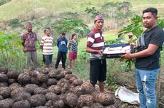 Tanaman Porang Beri Harapan Baru bagi Warga Kampung Lendo di NTT