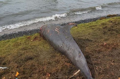 25 Ekor Lumba-lumba Mati Terdampar Pasca Tumpahan 1.000 Ton Minyak di Pantai Mauritius
