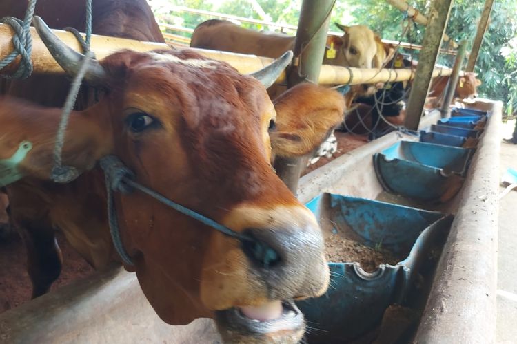 Pemeriksaan kesehata di peternakan sapi Bandung Barat.