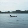 Paus Pembunuh Dilaporkan Muncul di Perairan Kaimana