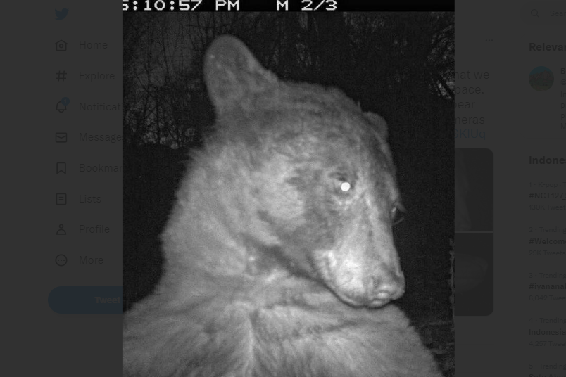 Saat Seekor Beruang Kedapatan Ambil 400 Selfie dari Kamera Pengawas Satwa Liar...