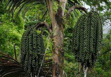 Aren, Pohon Liar yang Menyimpan Masa Depan