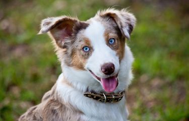 Ilustrasi anjing Australian shepherd. 