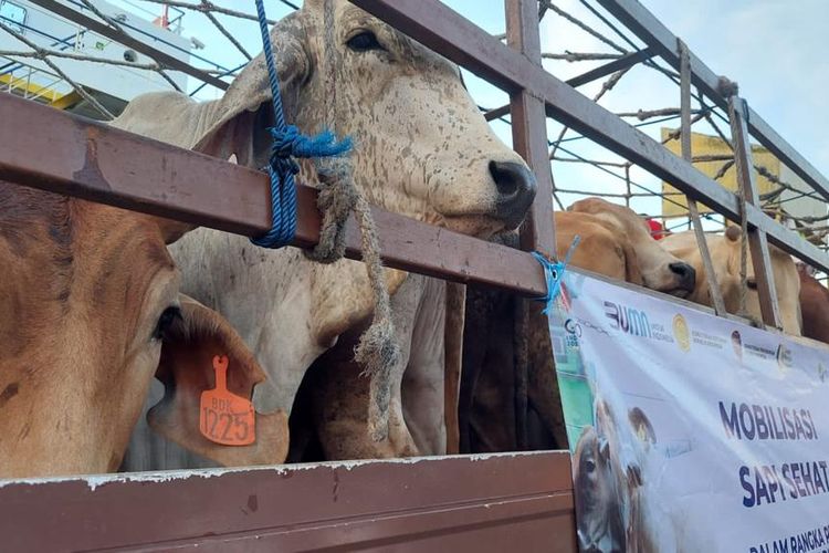 Sapi yang didatangkan dari Sidrap, Sulawesi Selatan ke Pelabuhan Tanjung Priok, Jakarta, Minggu (19/6/2022).