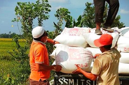 Petani Aceh Utara Keluhkan Serangan Hama dan Harga Padi Anjlok