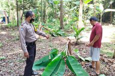 Ketika Anak-anak Tiru "Salam dari Binjai" hingga Robohkan Pohon Pisang Warga...