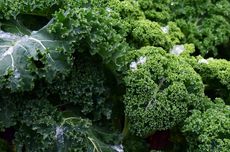 9 Manfaat Kale untuk Kesehatan, Bisa Menjaga Daya Tahan Tubuh