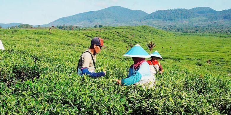 Para pemetik daun teh di perkebunan teh Kayu Aro, Jambi.