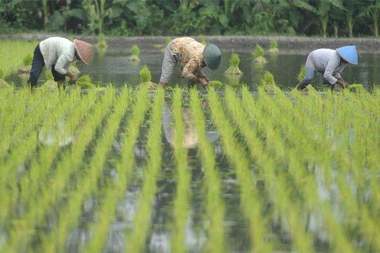 UMR Sumedang sudah ditetapkan Gubernur Ridwan Kamil, gaji UMR Sumedang 2023 yang berlaku adalah Rp 3.471.134,10.