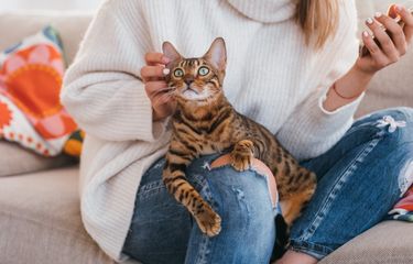 Kompas Com 猫が私たちの膝の上に座るのが好きな6つの理由 Pegasos01のblog