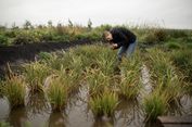 Sebelumnya Mustahil, Padi Bisa Tumbuh di Inggris karena Perubahan Iklim