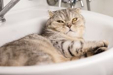 Cara Menghentikan Kucing Mendengkur Akibat Obesitas