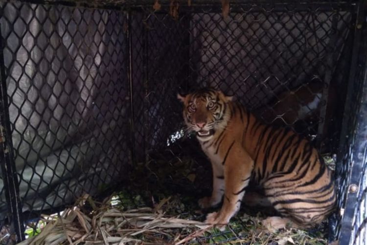 FOTO DOK BKSDA. Seekor harimau sumatera ditangkap oleh BKSDA karena   telah memangsa hewan ternak warga di Kota Subulussalam, Aceh.
