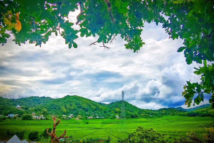 Foto : Persawahan berbentuk jaring laba-laba di Lembor, Kecamatan Lembor, Kabupaten Manggarai Barat, NTT.