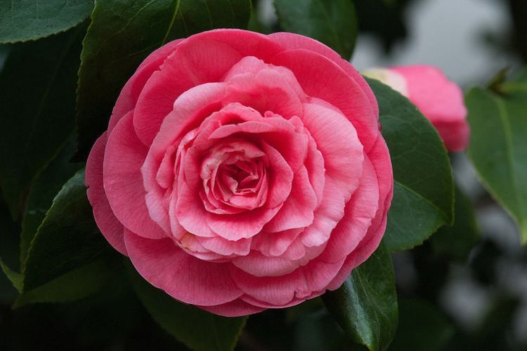 Bunga mawar musim semi alias Middlemist's Red disebut sebagai salah satu bunga paling langka di dunia. Di seluruh dunia, bunga ini hanya tumbuh di dua tempat yakni di Inggris dan di Selandia Baru.