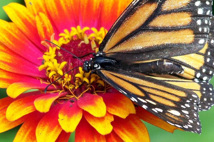 Ilustrasi bunga Zinnia. 