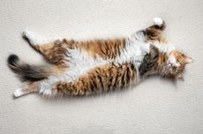 6 Alasan Kucing Berguling-guling di Lantai