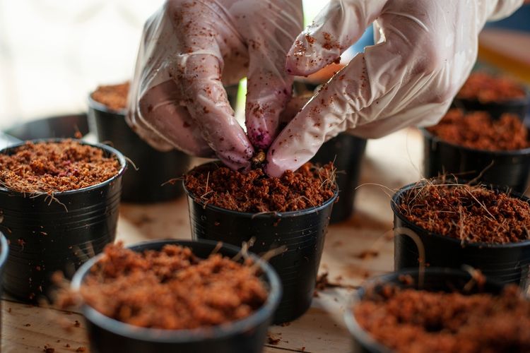 Ilustrasi media tanam cocopeat untuk tanaman hias.