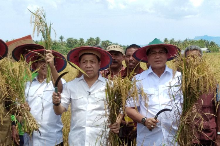 Ketua DPR RI Setya Novanto, bersama sejumlah pengurus golkar pusat dan NTT, menggelar kegiatan panen padi di Desa Noelbaki, Kecamatan Noelbaki, Kabupaten Kupang, Nusa Tenggara Timur (NTT), Senin (13/11/2017)