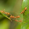 5 Cara Alami Mengusir Semut dari Tanaman