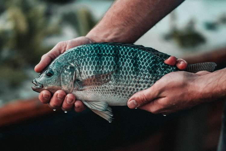 Ilustrasi buah naga.