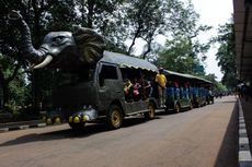 Kondisi Satwa di Taman Margasatwa Ragunan Dipastikan Sehat