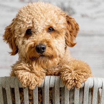 Ilustrasi anak anjing Goldendoodle. 