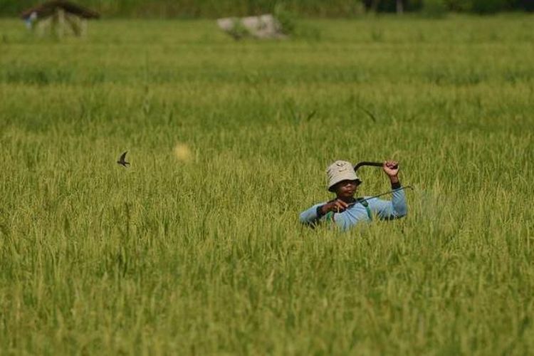 Petani menyemprotkan obat pembasmi hama di Dusun Turi, Desa Giripeni, Wates, Kulon Progo, DI Yogyakarta, Rabu (6/2/2013). Kondisi cuaca yang berubah-ubah membuat petani setempat harus mengantisipasi munculnya hama dengan penyemprotan tersebut agar tetap dapat memperoleh hasil panen. KOMPAS/FERGANATA INDRA RIATMOKO