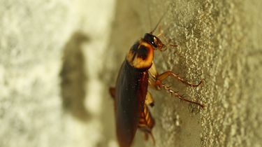 Cara Komunikasi Antarsesama Kecoa, Ternyata Pakai Ini