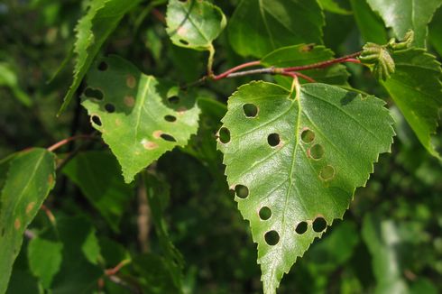 Daun Tanaman Bolong? Waspadai Hama Ini