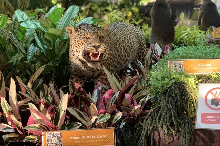 Taman Margasatwa Ragunan turut meramaikan Pameran Flora dan Fauna (Flona) 2025 di Lapangan Banteng, Jakarta Pusat hingga 8 September 2025 mendatang. Pengunjung dapat melihat langsung offset satwa di stan ini selama Pameran Flona 2025 berlangsung.