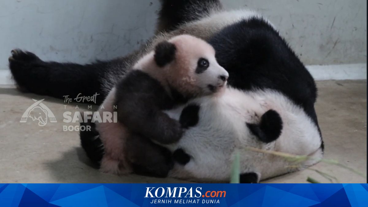 Lucunya Rio Si Bayi Panda yang Diberi Nama oleh Prabowo, Kini Mulai Berjalan ~WR

Klik untuk baca: