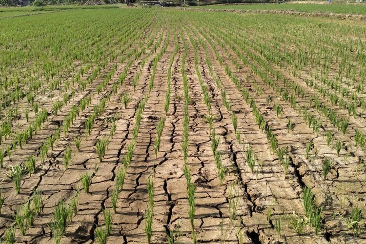 Kalibaru Jakut Disebut Kekeringan, Lurah: Air Masih Mengalir, Dampak El Nino Belum Terasa