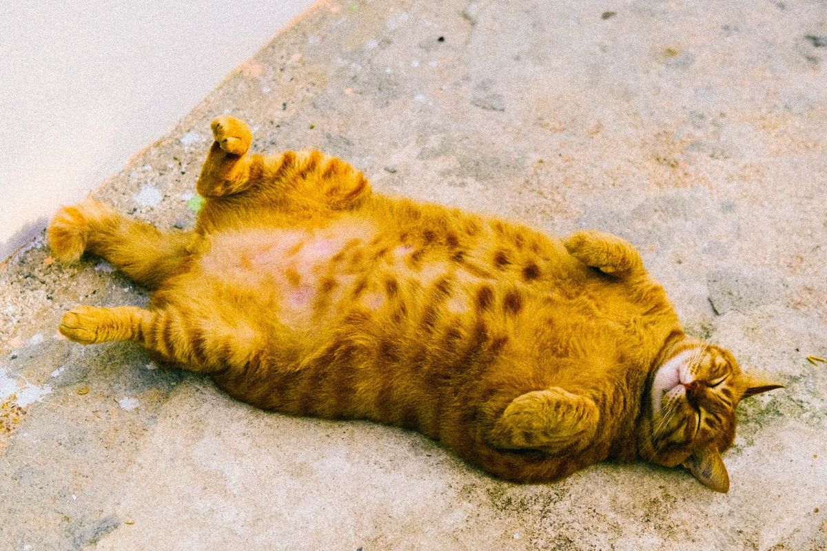 Tips menurunkan berat badan kucing.