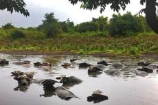 Oi Hodo, Tempat Ratusan Kerbau Berkubang Bersama