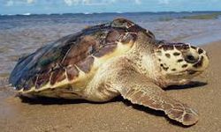 Sederet Ancaman Penyu dan Cetacea, Aktivitas Manusia Sebab Utamanya