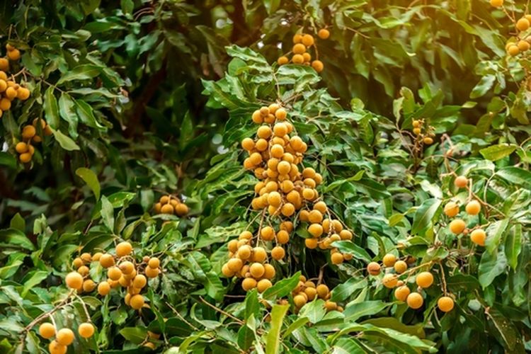 Kelengkeng, tanaman kelengkeng, pohon kelengkeng