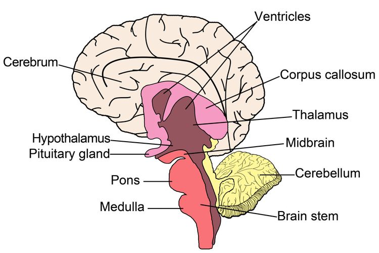 Ilustrasi batang otak. Batang otak adalah struktur yang menghubungkan otak dengan sumsum tulang belakang. 